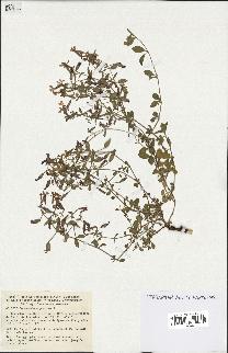 spécimen de Saponaria ocymoides