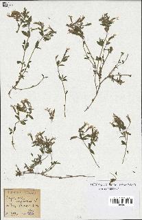 spécimen de Saponaria ocymoides