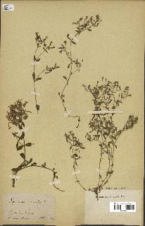 spécimen de Saponaria ocymoides