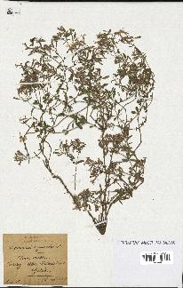 spécimen de Saponaria ocymoides