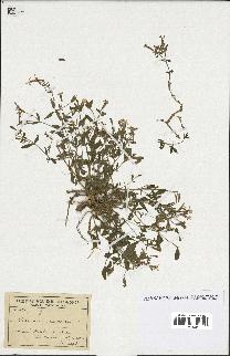 spécimen de Saponaria ocymoides