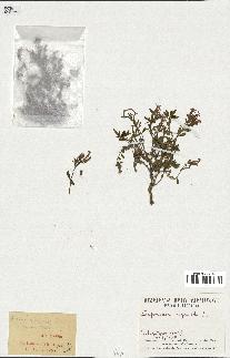 spécimen de Saponaria ocymoides