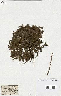 spécimen de Saponaria ocymoides