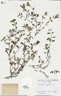 spécimen de Saponaria ocymoides