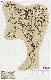spécimen de Saponaria ocymoides