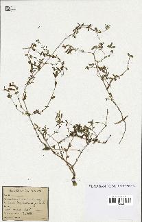 spécimen de Saponaria ocymoides