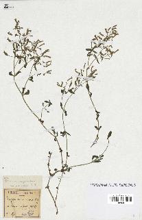 spécimen de Saponaria ocymoides