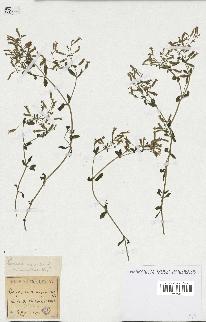 spécimen de Saponaria ocymoides