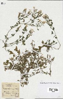 spécimen de Saponaria ocymoides