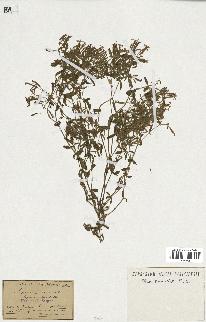 spécimen de Saponaria ocymoides