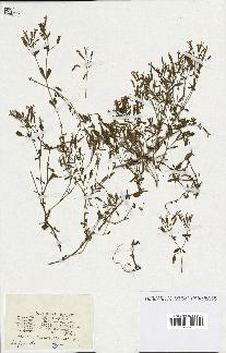 spécimen de Saponaria ocymoides