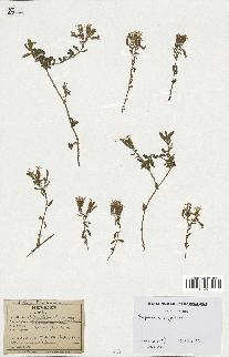 spécimen de Saponaria ocymoides