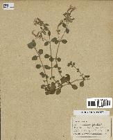 spécimen de Saponaria ocymoides