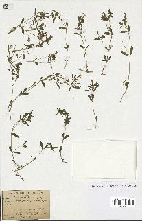 spécimen de Saponaria ocymoides