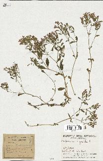 spécimen de Saponaria ocymoides