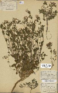 spécimen de Saponaria ocymoides