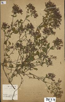 spécimen de Saponaria ocymoides