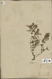 spécimen de Saponaria ocymoides