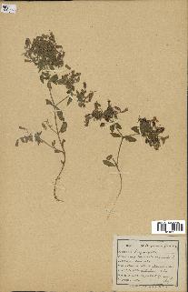 spécimen de Saponaria ocymoides