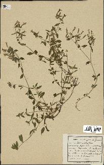 spécimen de Saponaria ocymoides