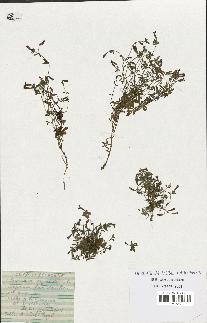 spécimen de Saponaria ocymoides
