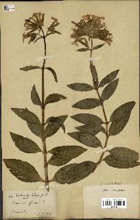 spécimen de Saponaria officinalis