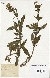 spécimen de Saponaria officinalis