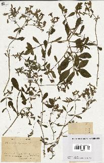 spécimen de Saponaria ocymoides