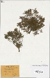 spécimen de Saponaria ocymoides