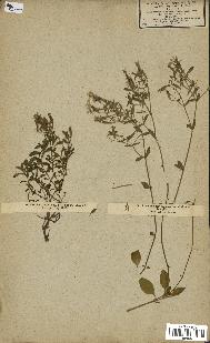 spécimen de Saponaria ocymoides