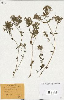 spécimen de Saponaria ocymoides