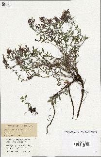 spécimen de Saponaria ocymoides