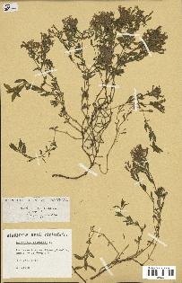 spécimen de Saponaria ocymoides