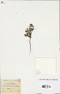spécimen de Saponaria ocymoides