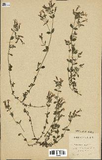 spécimen de Saponaria ocymoides