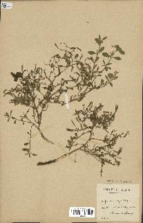 spécimen de Saponaria ocymoides