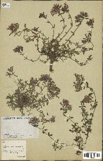 spécimen de Saponaria ocymoides