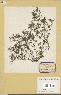spécimen de Saponaria ocymoides