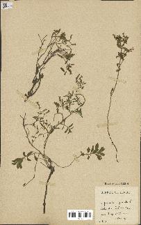 spécimen de Saponaria ocymoides