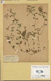 spécimen de Saponaria ocymoides