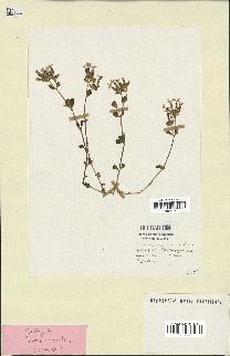 spécimen de Saponaria ocymoides
