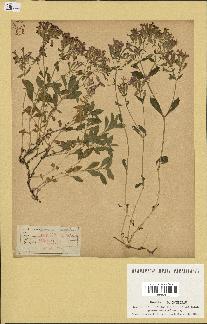 spécimen de Saponaria ocymoides