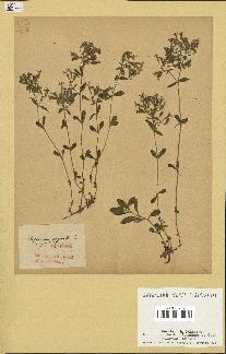 spécimen de Saponaria ocymoides