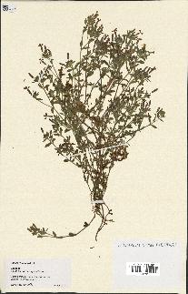 spécimen de Saponaria ocymoides