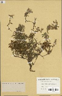 spécimen de Saponaria ocymoides