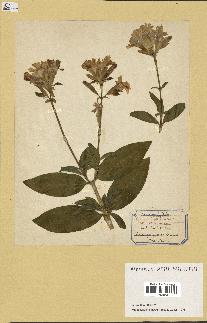 spécimen de Saponaria officinalis