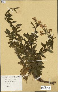 spécimen de Saponaria officinalis