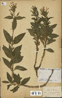 spécimen de Saponaria officinalis