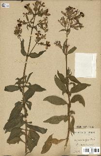 spécimen de Saponaria officinalis