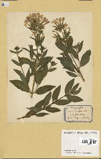 spécimen de Saponaria officinalis